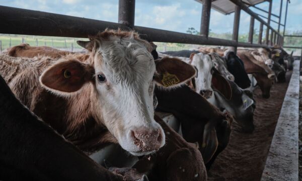 d50a38a9 6e67 40ae bac8 b569ad08002a