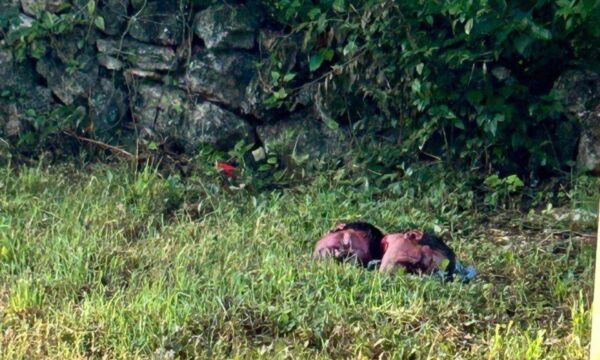 d299a7fe 3c7e 4d41 b9da a395425327ec