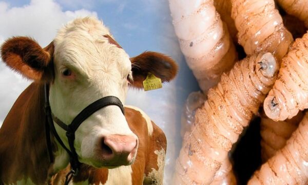 gusano barrenador ganado f5cf88