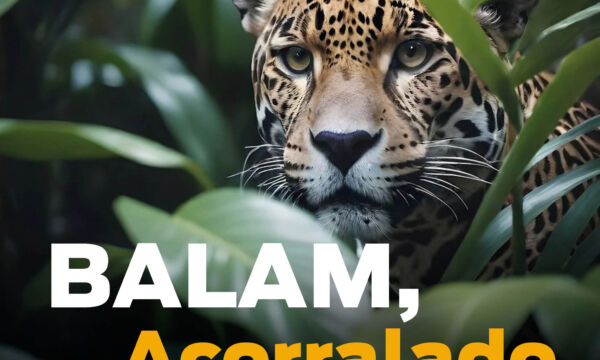 REPORTE MAYA 57 scaled