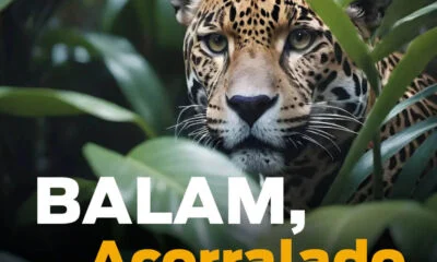 REPORTE MAYA 57 scaled