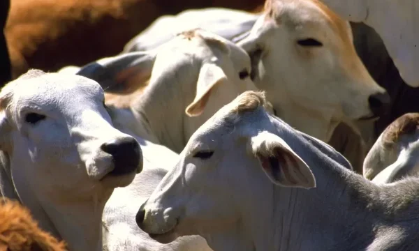 ganado-mexicano-gusano-barrenador-640×360