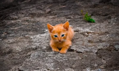 gato-naranja-1280×720