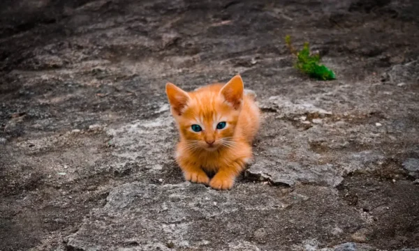 gato-naranja-1280×720