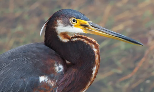 515371749821400lagarzatri1306