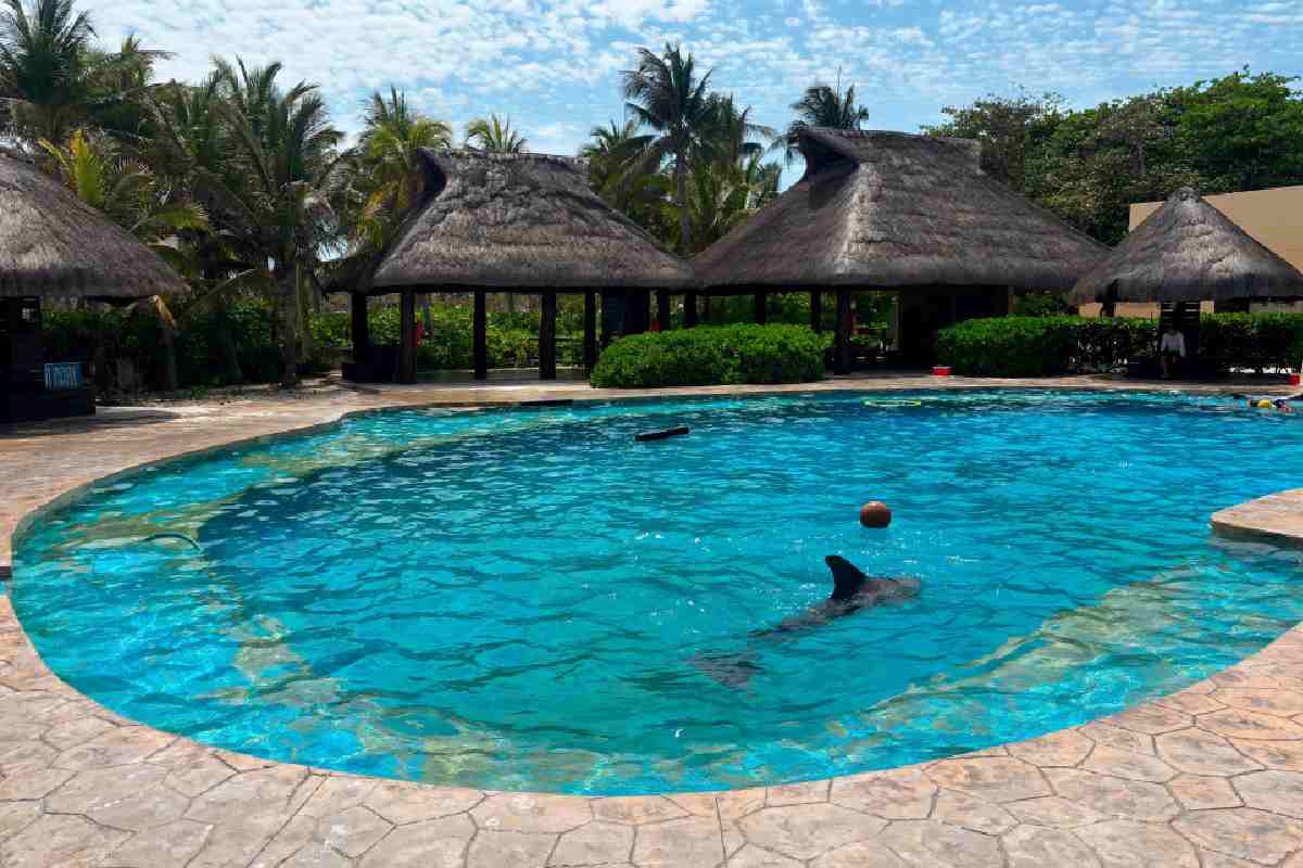 Profepa-Clausura-delfinario-Hotel-Barcelo-tras-detectar-irregularidades