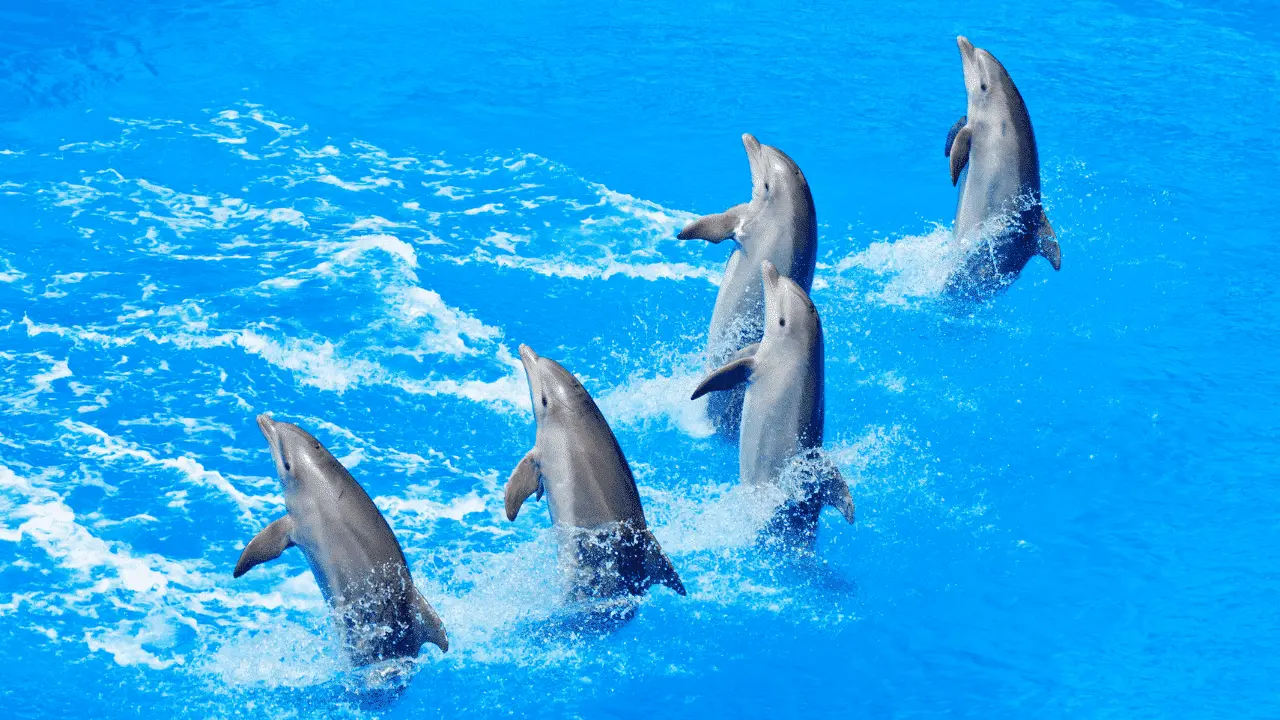 diputados-aprueban-ley-para-prohibir-espectaculos-con-delfines-0fc0f997-focus-0-0-1300-865