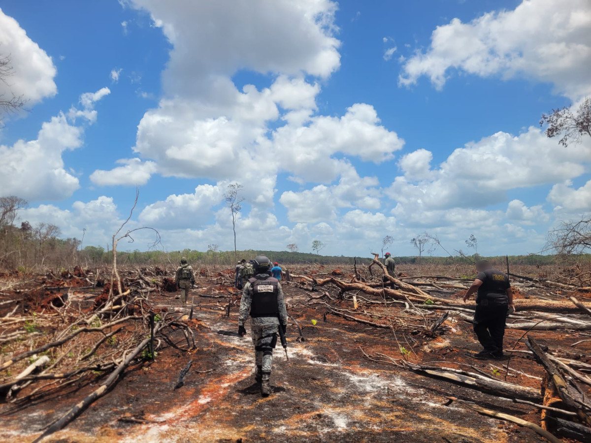 campeche-desmonte-de-territorio-bosque