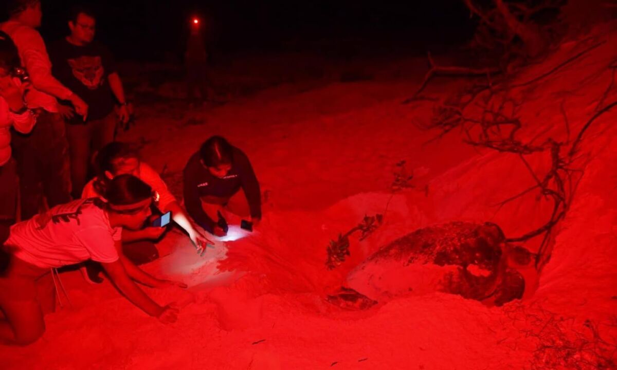 527550375 1169185508585358 3238355871783023723 n