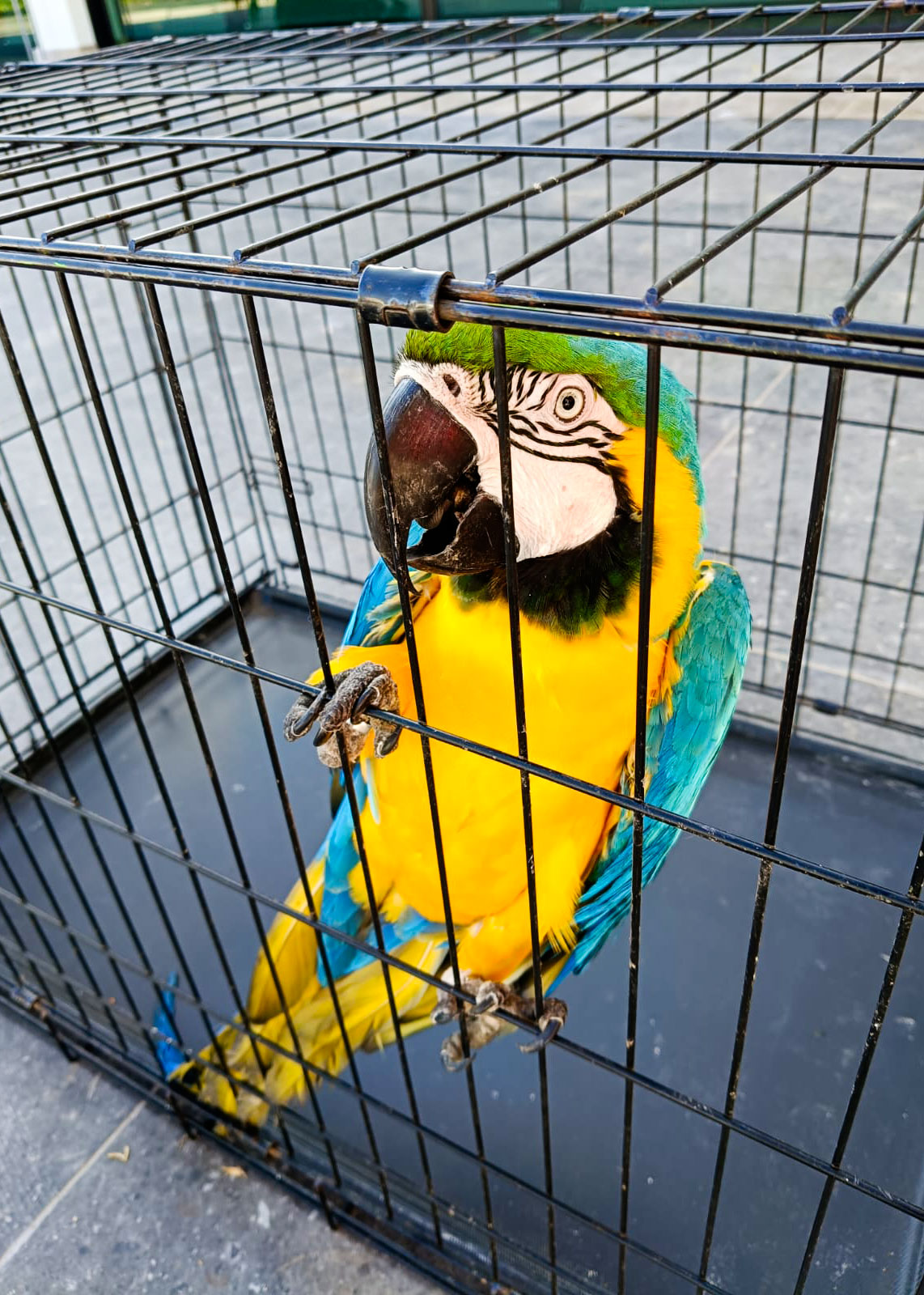 Cat domic Altozano 03