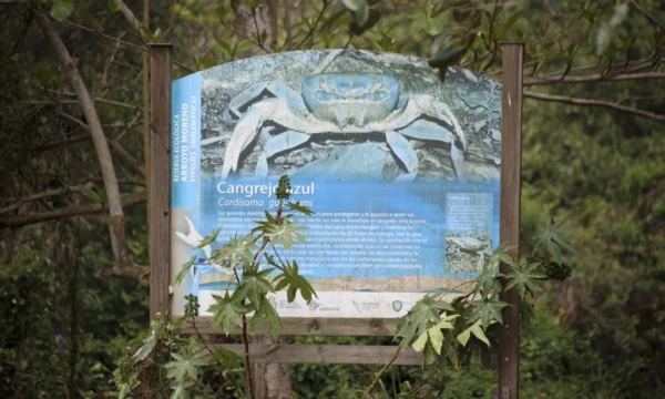 en-cancun-llaman-a-conductores-a-cuidar-el-cruce-del-cangrejo-azul-camino-al-mar db664d8a-189a-47fb-98d7-aacfaec12bcd medialjnimgndimage=fullsize