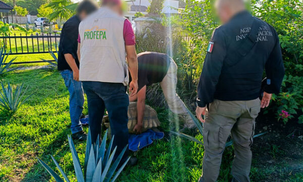 post Cat domic Altozano 05