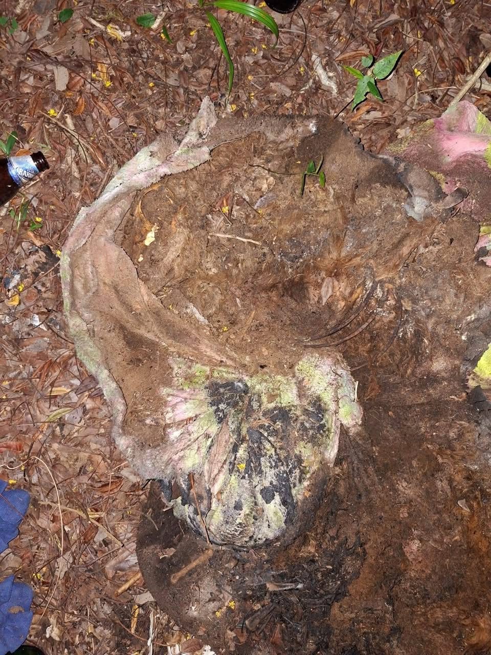 572023995 24380441558301844 2883880743442283554 n