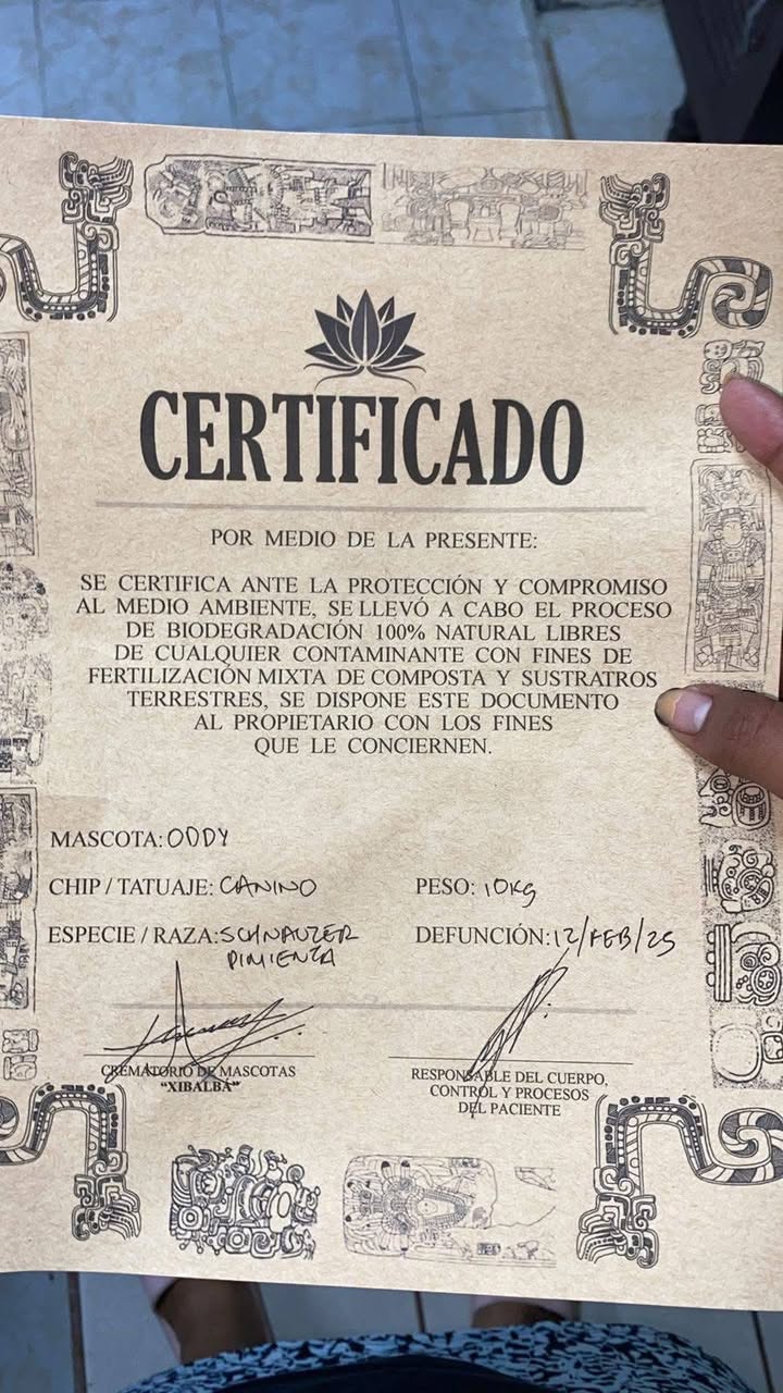 574297798 24380441521635181 1527959634625158797 n