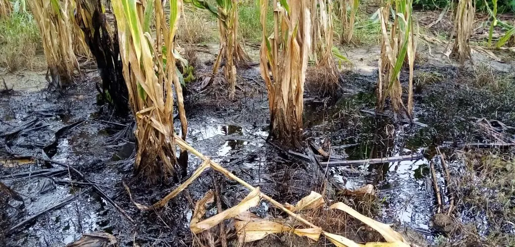 Derrames de petroleo Pemex Ojital Viejo 4 2299511cfa