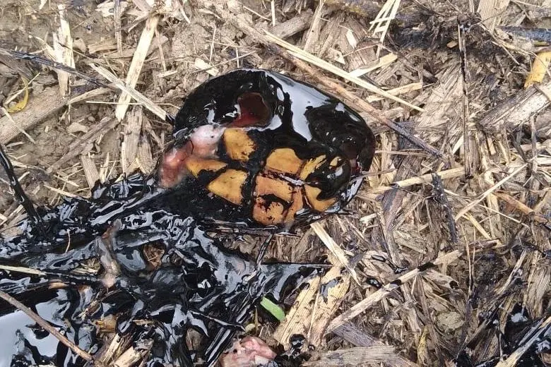 Derrames de petroleo Pemex Ojital Viejo 6 3c831e1b76