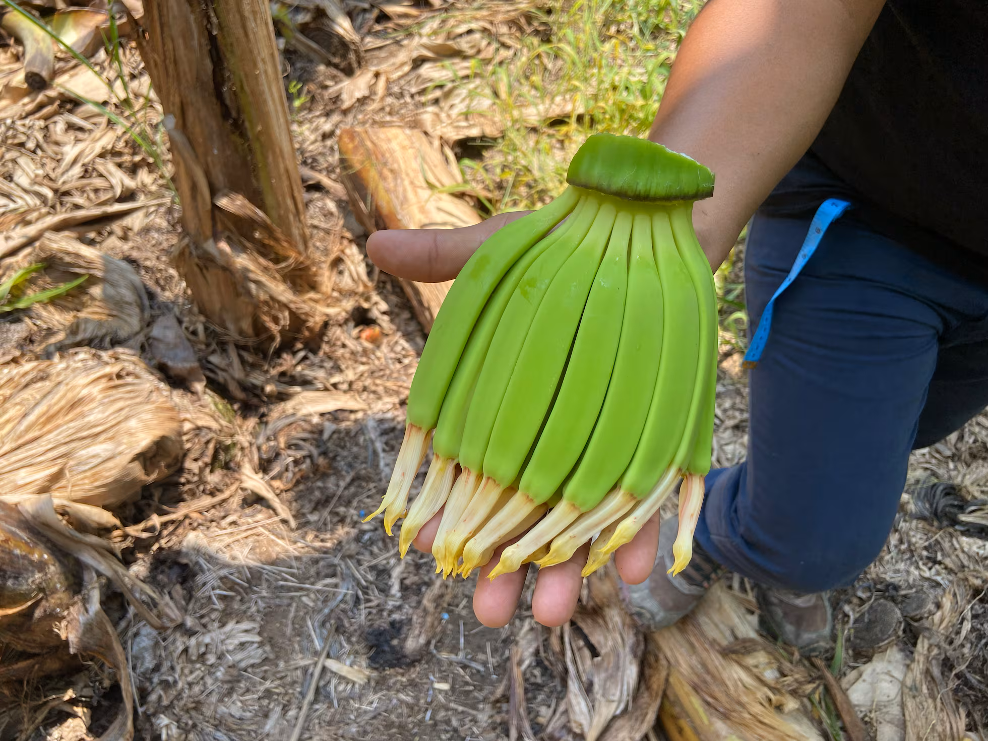 LS4BM7JAEFCXDBWANCKCU2UKQI