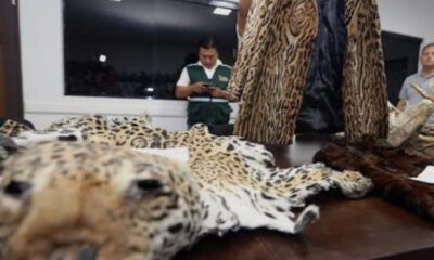 Alertan-por-la-Venta-Ilegal-de-Piezas-de-Jaguar-en-el-Mercado-Ilegal-c22digital-16