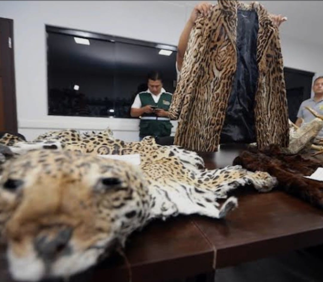 Alertan-por-la-Venta-Ilegal-de-Piezas-de-Jaguar-en-el-Mercado-Ilegal-c22digital-16