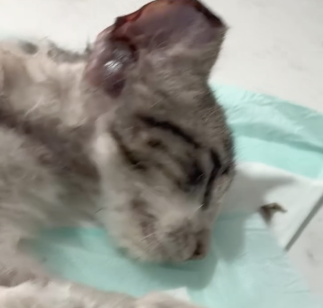 Captura de pantalla 2025-11-04 a la(s) 3 31 14 p m