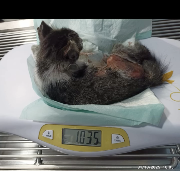 Captura de pantalla 2025-11-04 a la(s) 3 32 14 p m