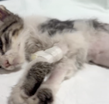 Captura de pantalla 2025-11-04 a la(s) 3 32 40 p m