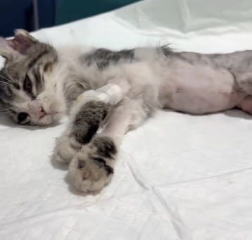 Captura de pantalla 2025-11-04 a la(s) 3 32 48 p m