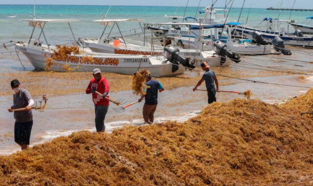 sargazo-el-recodo-playa-del-carmen-e1744239549764