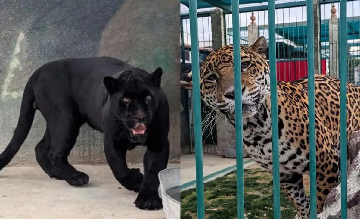 d5ca5792-47df-45c6-8912-666dd9219654