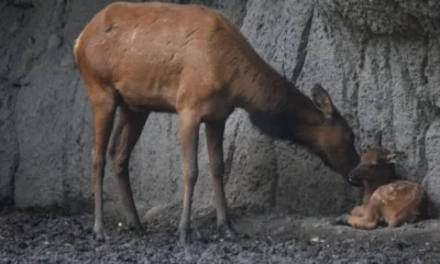 gusano-barrenador-alcanza-vida-silvestre