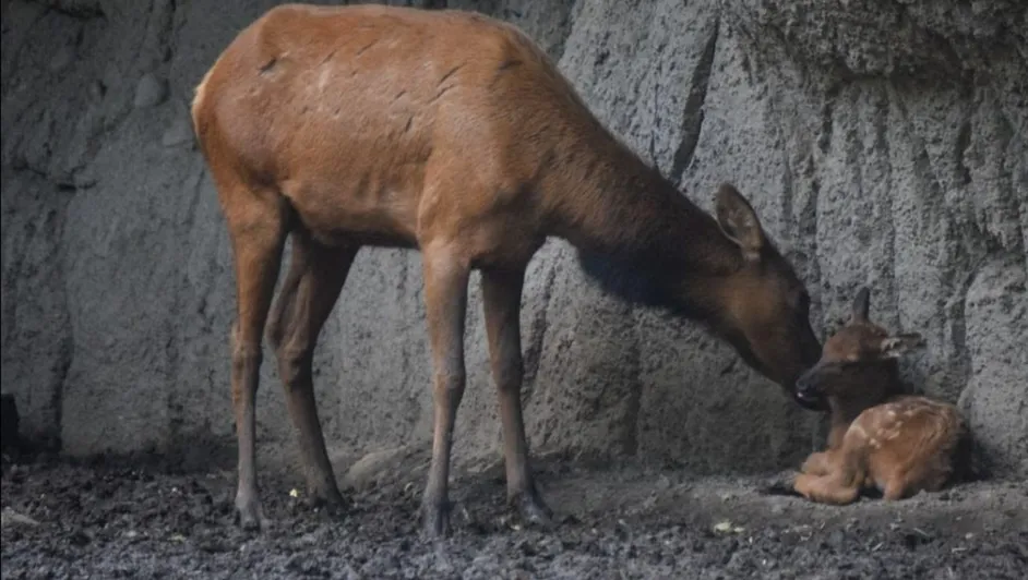 gusano-barrenador-alcanza-vida-silvestre