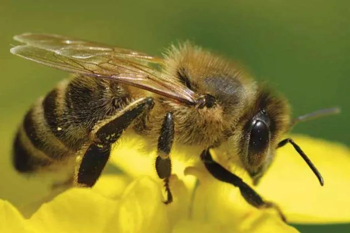 meliponas-00-696×465-1