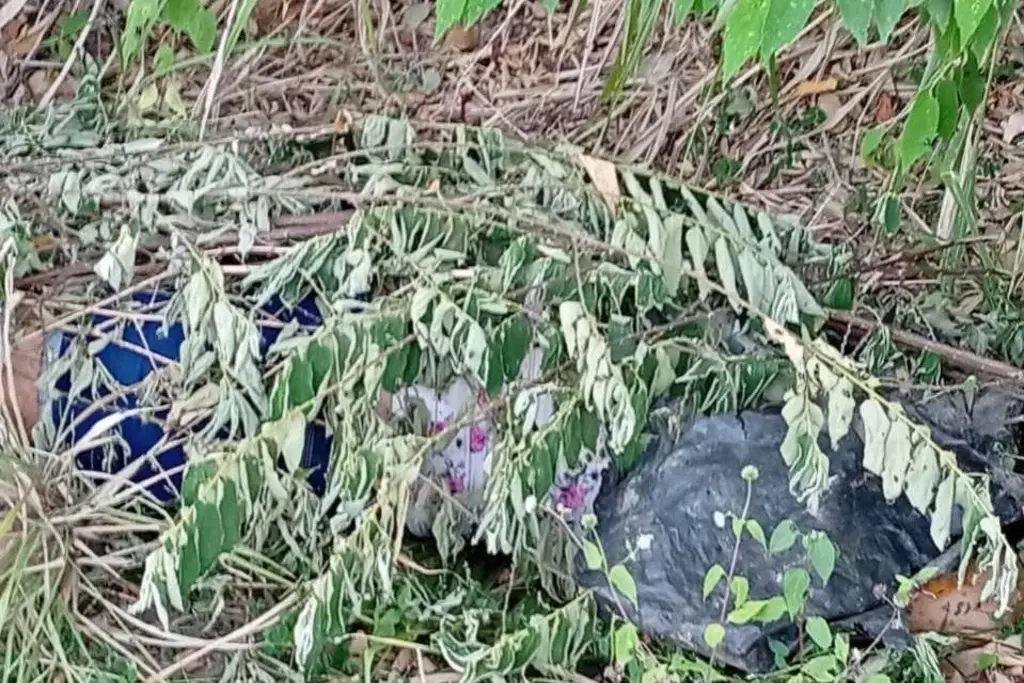 282432xeva20260304212101