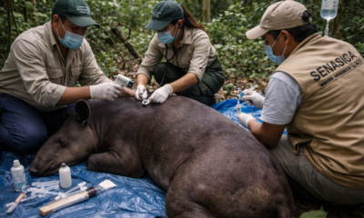 Tapir-miasis-gusano-barrenador-Campeche