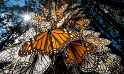 reforestan-con-2600-arboles-nuevos-principal-reserva-mariposa-monarca-especies-amenazadas-14082023
