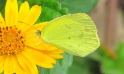 demariposas1704