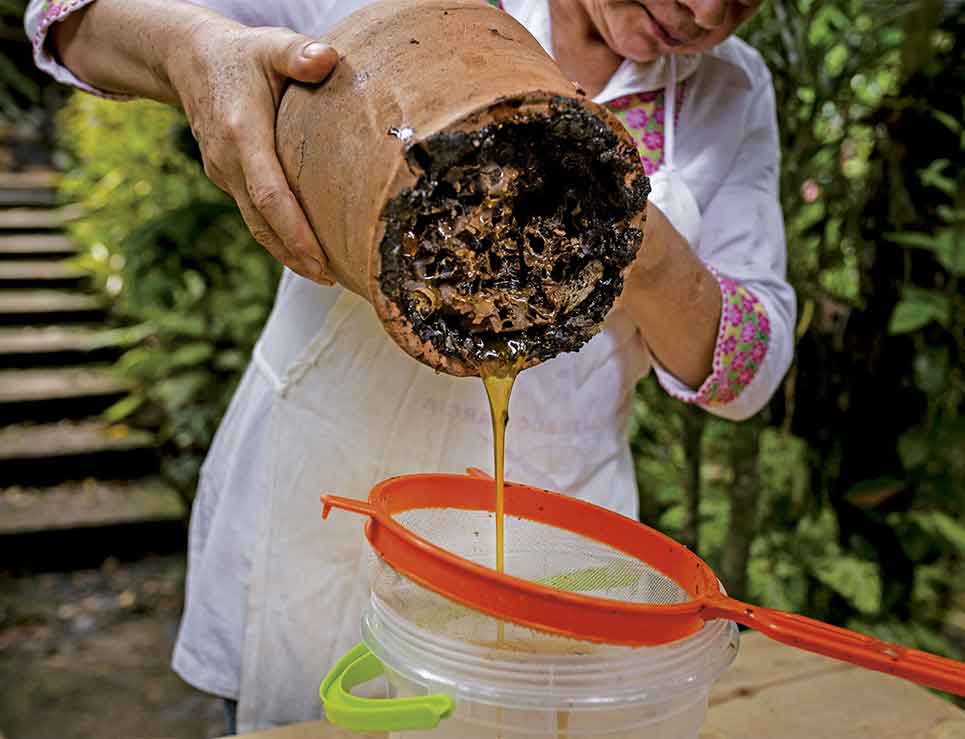 abeja-melipona
