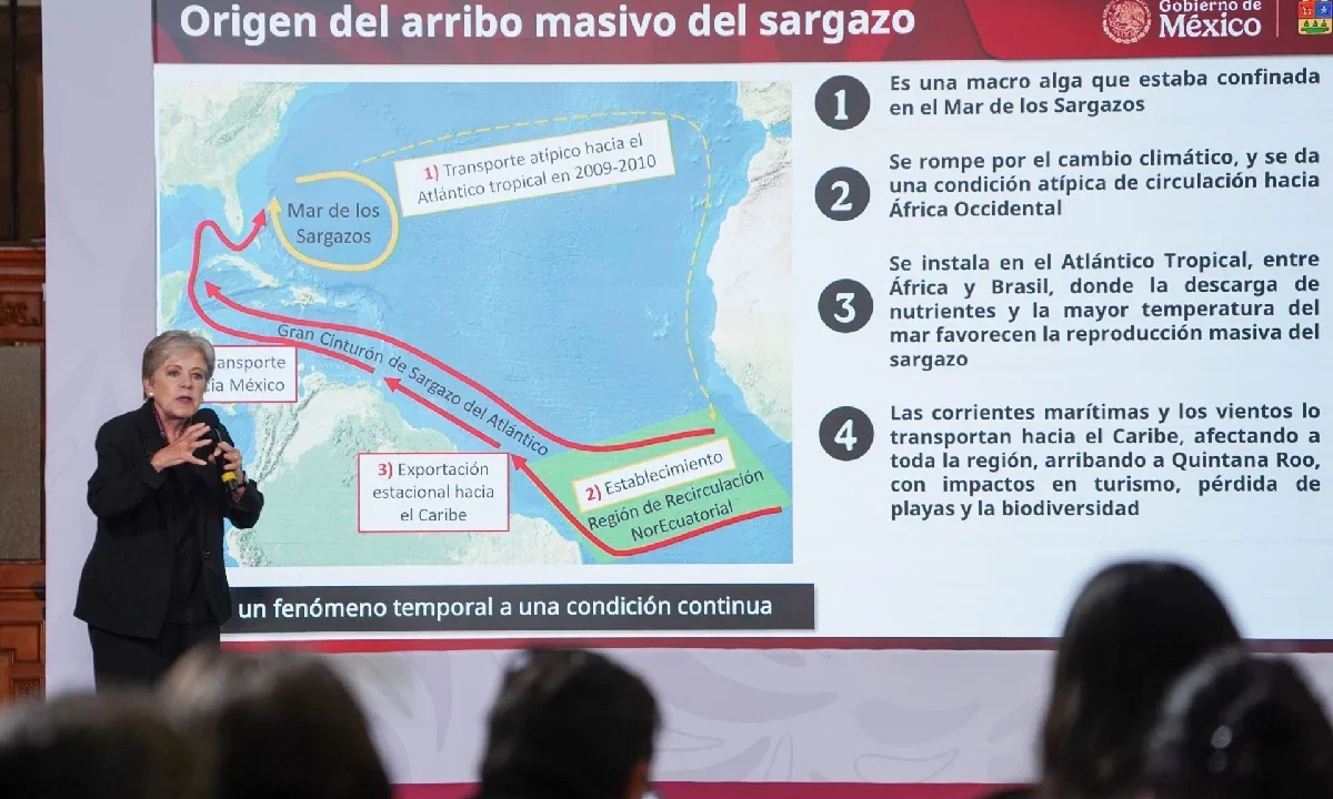 Explicacion-origen-sargazo-mexico