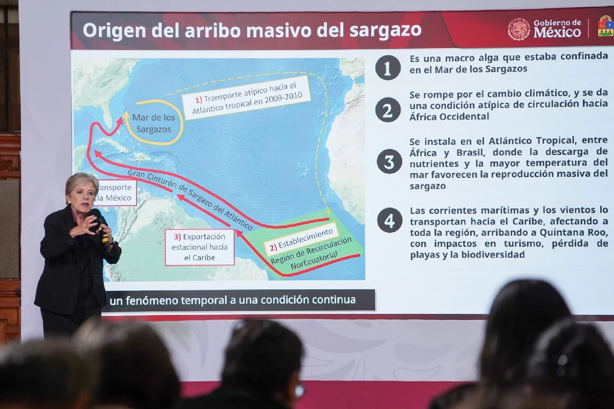 Explicacion-origen-sargazo-mexico