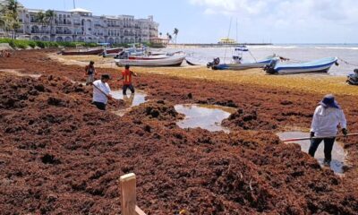 Sargazo-en-playas-de-Quintana-Roo