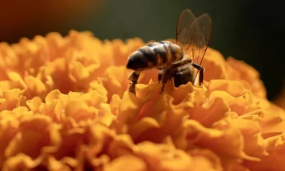 abejas-750×500
