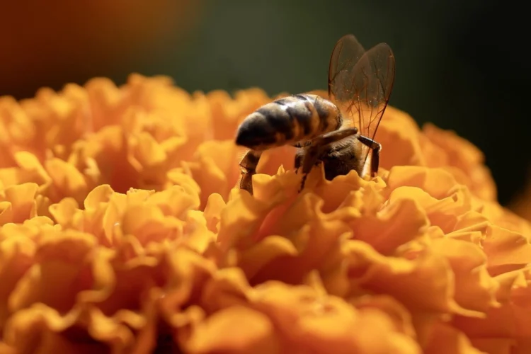 abejas-750×500