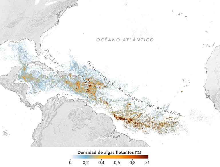sargassum_pace_202606_es
